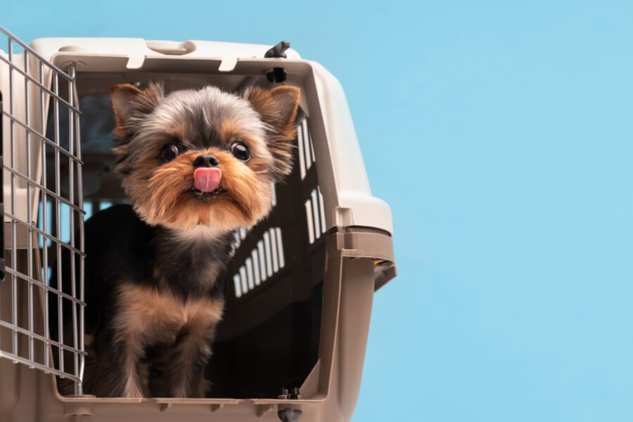 transportar animais com segurança em carros e aviões