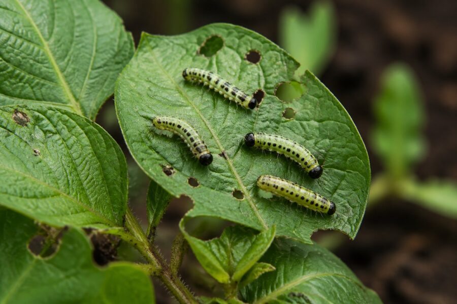 Larvas pequenas rastejando sobre folhas verdes em um ambiente natural ao ar livre.