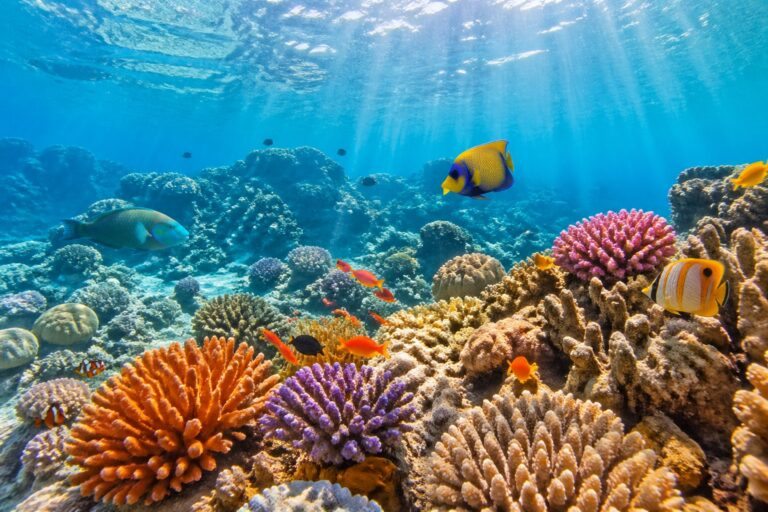 Cena subaquática da Grande Barreira de Corais com corais coloridos e peixes tropicais nadando.
